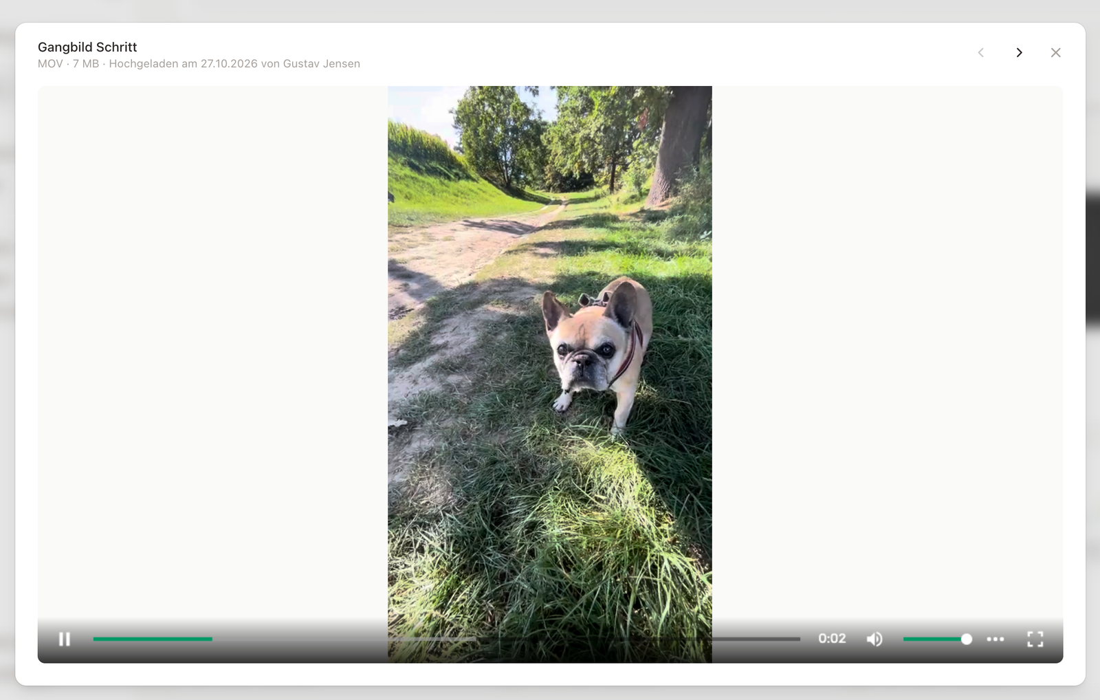 Ein Gangvideo im Player der Tierakte